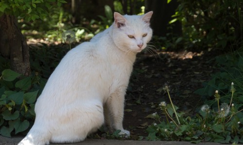土参茎的功效与作用及禁忌-土参茎的功效与作用网- 秃参的功效与作用知识,分享土参的功效和作用