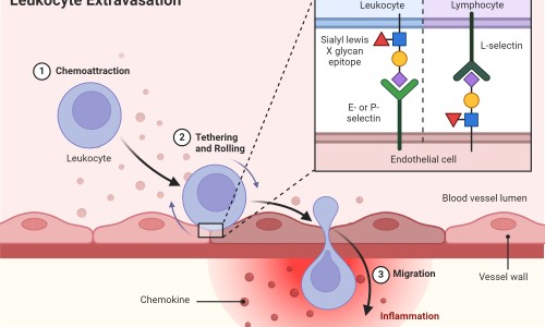 秃参的功效与作用-土参茎的功效与作用网- 秃参的功效与作用知识,分享土参的功效和作用