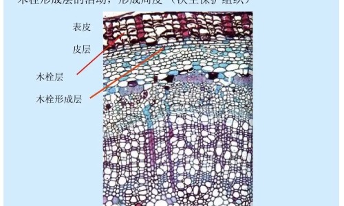 土参茎的功效与作用网- 秃参的功效与作用知识,分享土参的功效和作用
