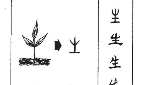 土参茎的功效与作用及禁忌-土参茎的功效与作用网- 秃参的功效与作用知识,分享土参的功效和作用